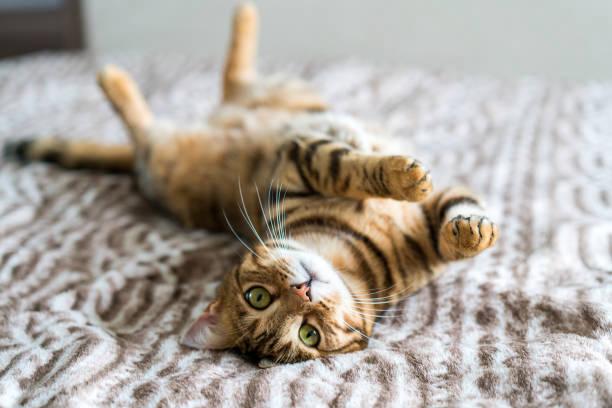 Do Bengal cats scratch a lot