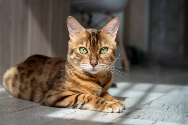 Bengal cat kittens for sale