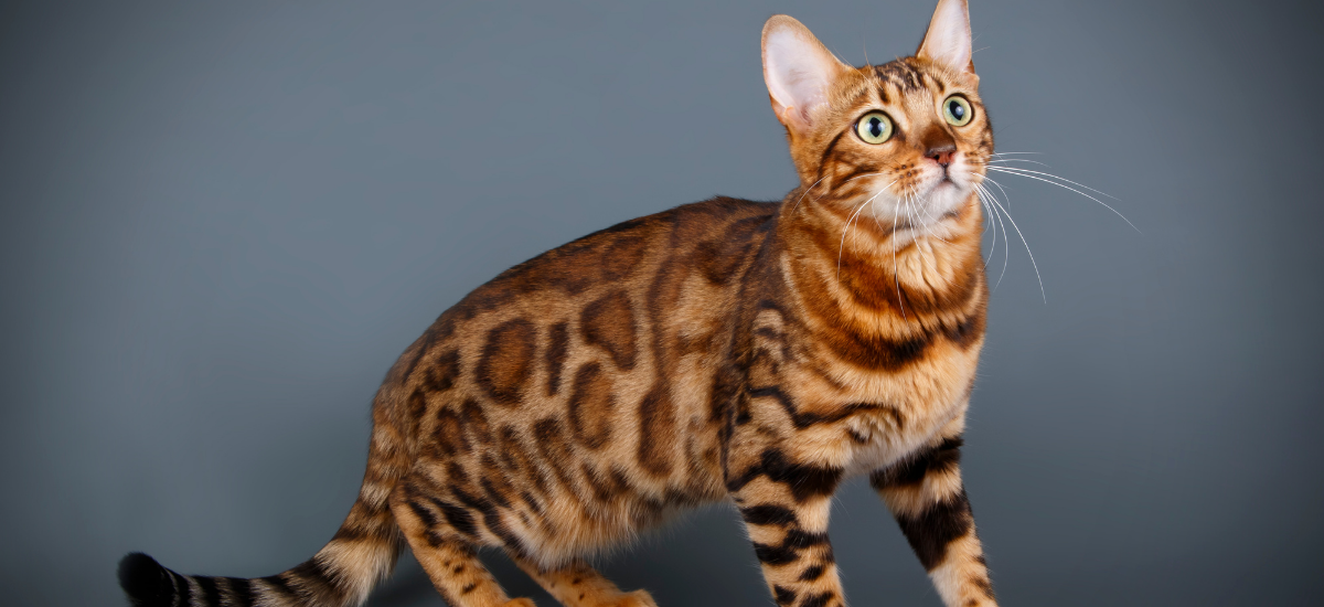 Bengal Cats