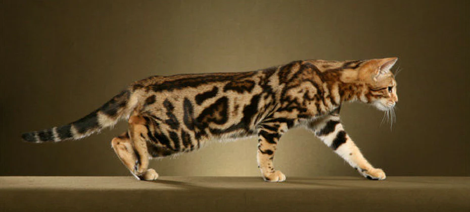 bengal cats