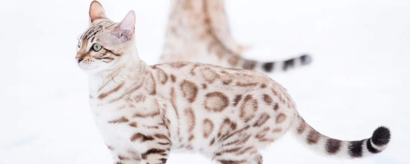 bengal cat snow lynx