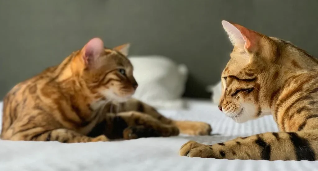 Are Bengal Cats Good Pets