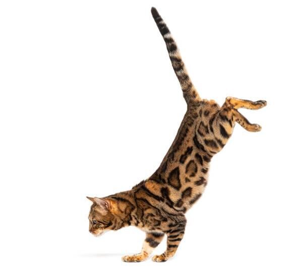 Is a Bengal Kitten a Good Pet?