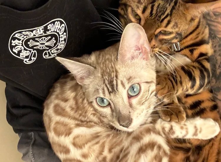 bengal cat species​