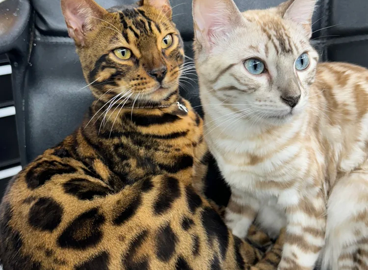 bengal cat colors​
