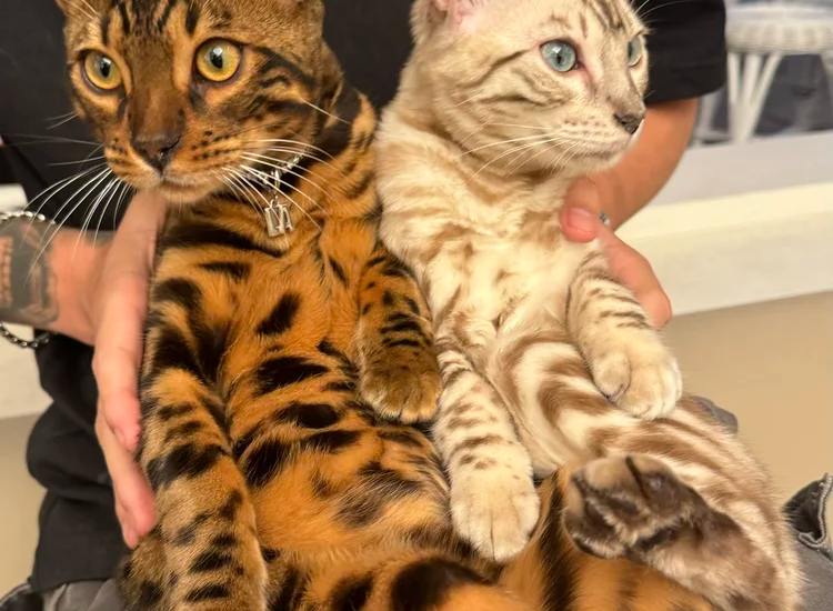 Bengal cat price