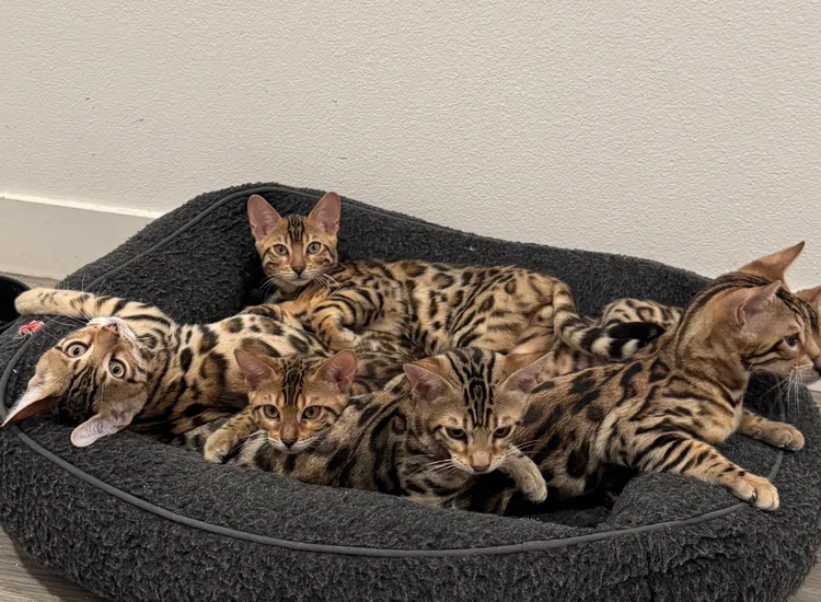 bengal cat price​