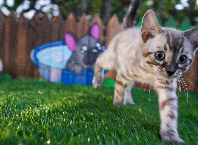 Snow Bengal Cat for Sale