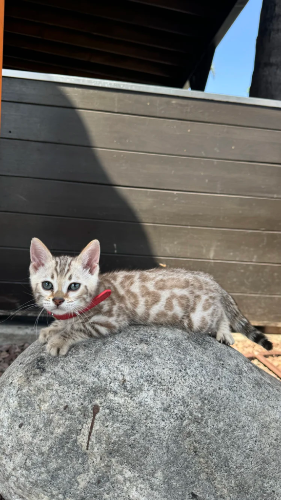 bengal kittens for sale near me​