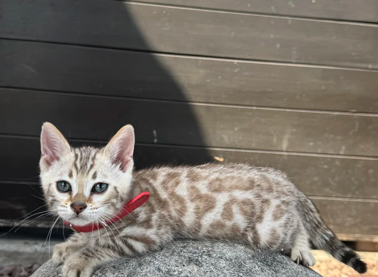 bengal kittens for sale near me​
