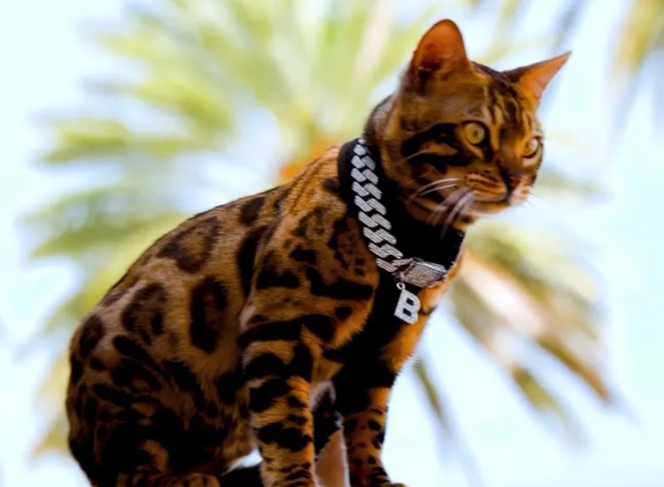 bengal-cat-snow-lynx