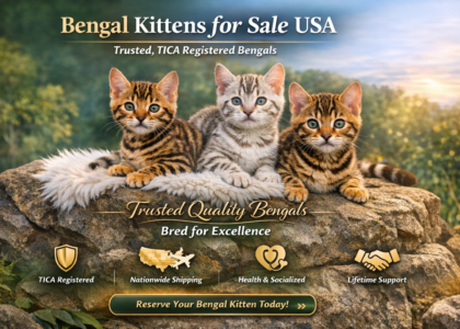 Bengal kittens for sale USA