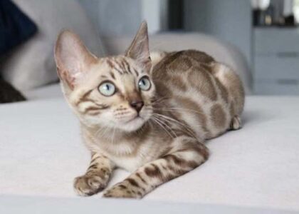 Snow Bengal Cats