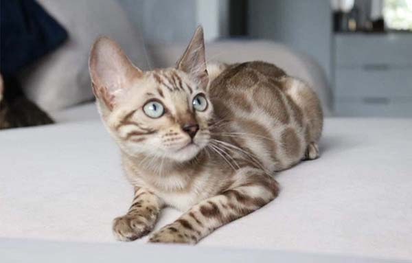 Snow Bengal Cats