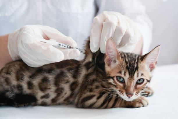 The Safest Rabies Vaccine for Cats