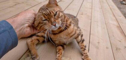 Misconceptions About Bengal Cats