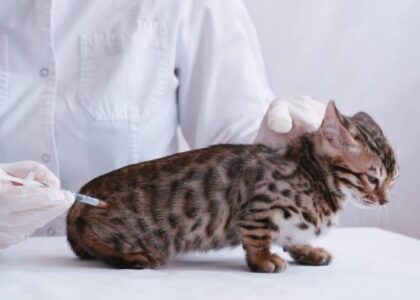 Most Common Illnesses in Bengal Cats