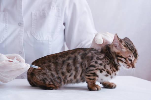 Most Common Illnesses in Bengal Cats