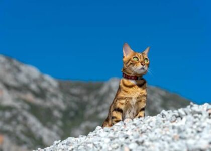 Bengals Make Great Adventure