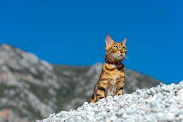 Bengals Make Great Adventure